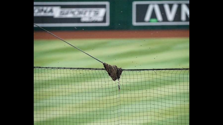 The start of Tuesday night's game at Chase Field was delayed after bees swarmed the top of the protective netting directly behind home plate. (L.A. Dodgers)