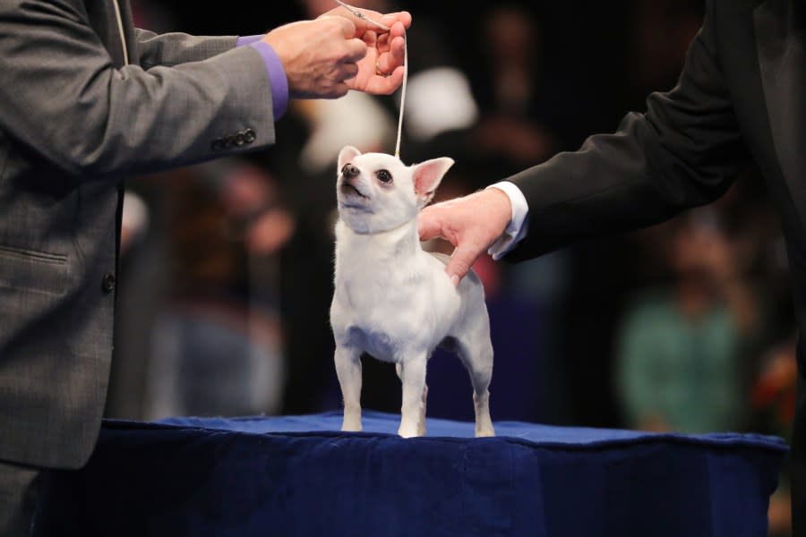 THE NATIONAL DOG SHOW PRESENTED BY PURINA -- 2023  -- Pictured: Chihuahua -- (Photo by: Bill McCay/NBC)