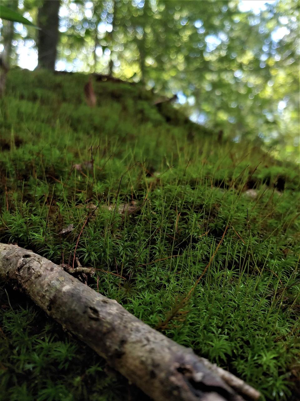 Common haircap moss (Polytrichum commune) is a highly adaptable moss, thriving in many soil types and from full shade to sun. Known for being a filter for heavy metals and superb for erosion control, here P. commune is holding together the vertical clay slopes by a stream in town.