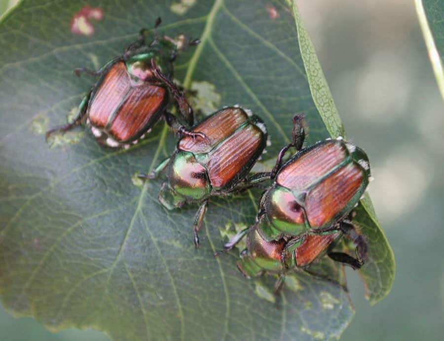 One method of controlling Japanese beetles is to flick them into a jar of hot, soapy water. Squishing them, and releasing pheromones, could attract more. (CBC - image credit)