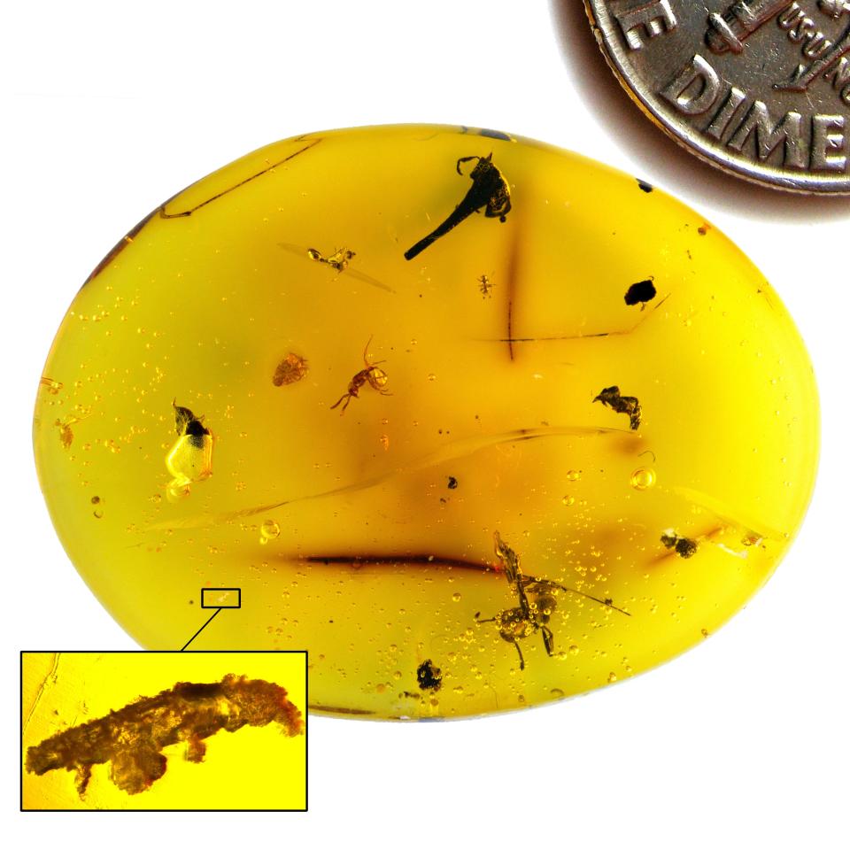 tardigrades amber