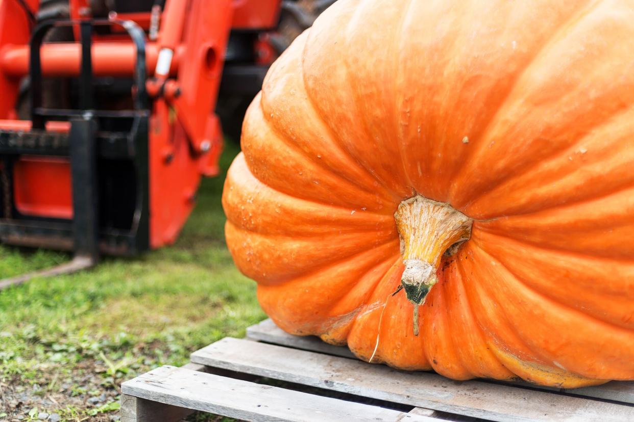 A pumpkin in a pumpkin growing competition