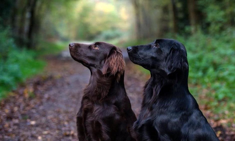 <span>Two-thirds of flat-coated retrievers carry the mutation in a gene called POMC, which predisposes the breed to obesity.</span><span>Photograph: Science Advances</span>