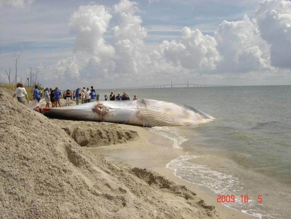 The National Oceanic Atmospheric Association is proposing a rule change to protect endangered Rice’s whales. West Coast Florida ports are objecting to the rule change, saying that it goes too far. The Bryde’s whale shown above was found floating off Tampa Bay in 2009.