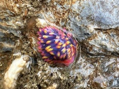 Rainbow sea slug sitting on a rock.