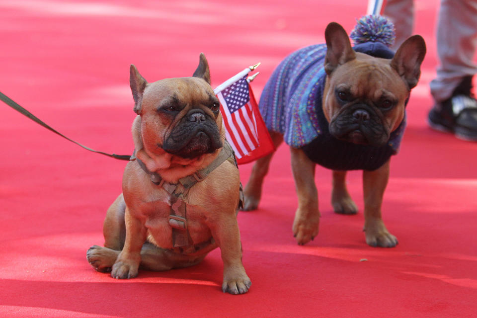 2018 Veterans Day Parade in New York City