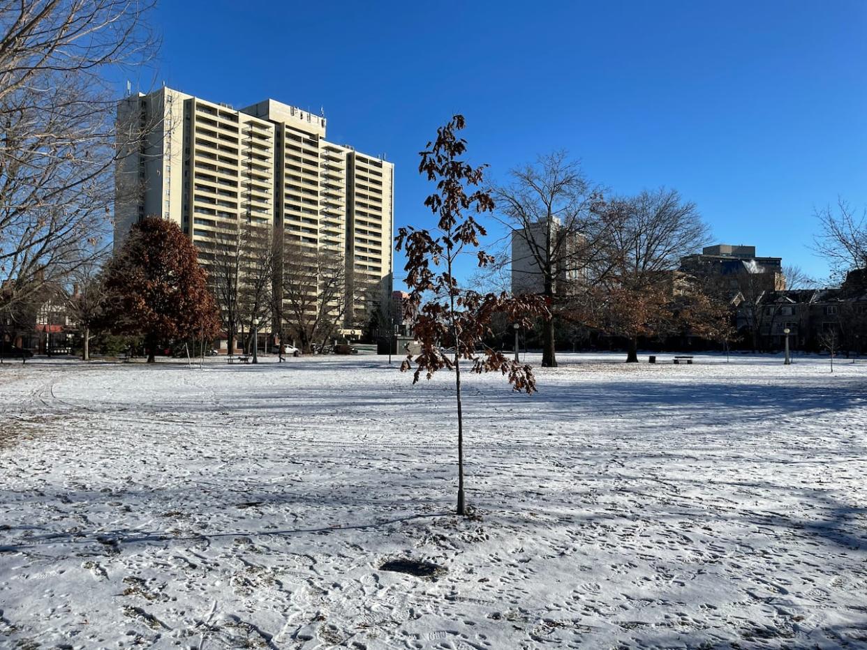 A commemorative tree planted in Macdonald Gardens Park, with a memorial plaque in the ground nearby. (Arthur White-Crummey/CBC - image credit)