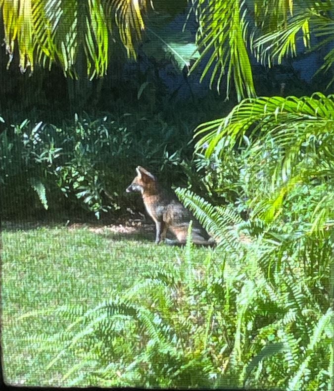 A fox photographed in a yard in West Palm Beach's Flamingo Park Historic District in December 2023.