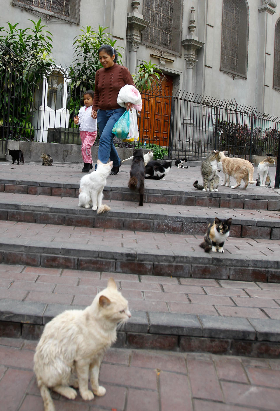 Peru cat park