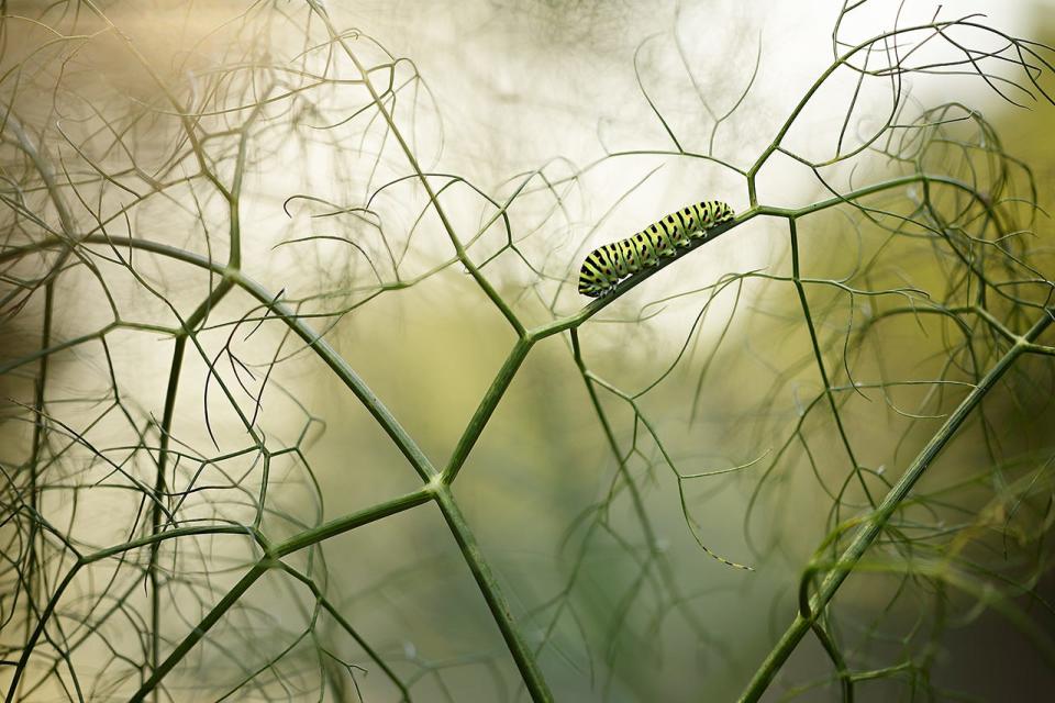 A caterpillar on a branch.