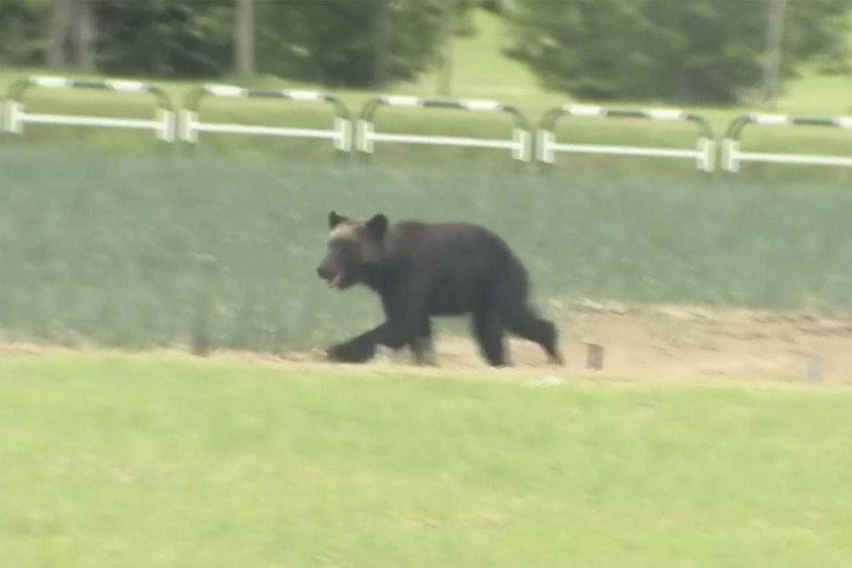 In this image made from a video, a brown bear runs on a field in Sapporo, northern Japan Friday, June 18, 2021. The wild brown bear on the loose all night in the city wounded four people, entered a military camp and disrupted flights at the airport Friday before being shot and killed by authorities. 