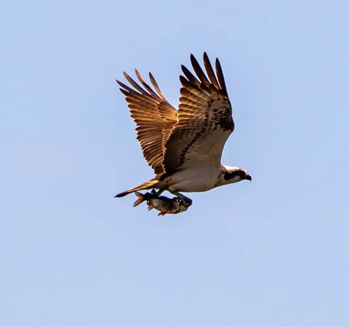 An adult osprey flying over Bolton Castle Estate in Wensleydale (Mike Thornley/PA) (PA Media)