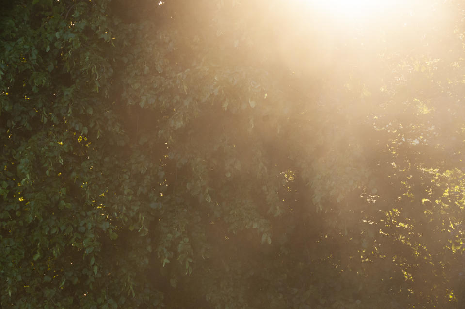 Sunset through trees with light flare