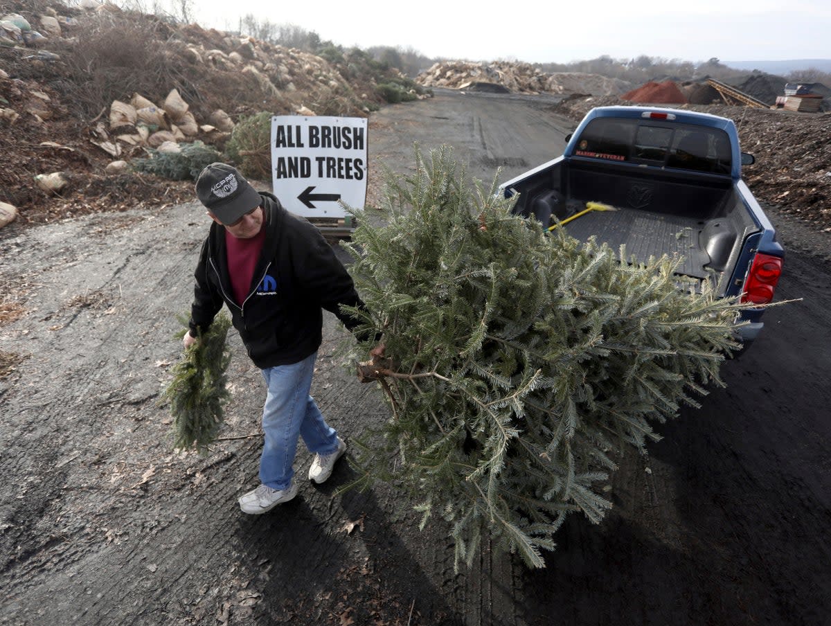 EEUU ÁRBOL TRAS NAVIDAD (AP)