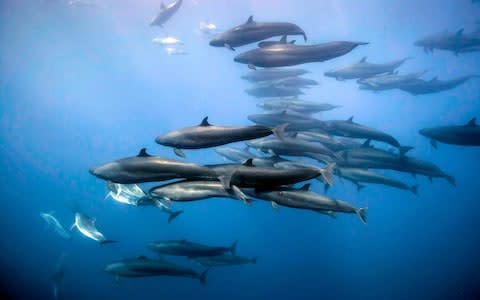 False Killer Whales travelling with a pod of oceanic Bottlenose dolphins off the coast of the North Island, New Zealand - Credit: Richard Robinson BBC 