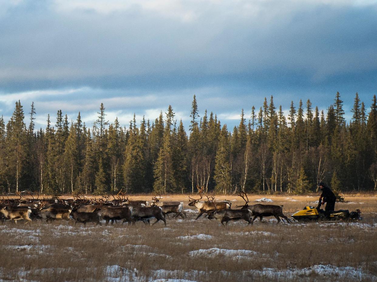 Representatives from the Sami people of Sweden are part of the group taking legal action against the EU, as their traditional reindeer herding culture is threatened by climate change: AFP/Getty Images