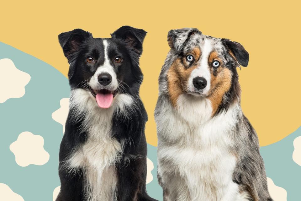 australian shepherd versus border collie graphic