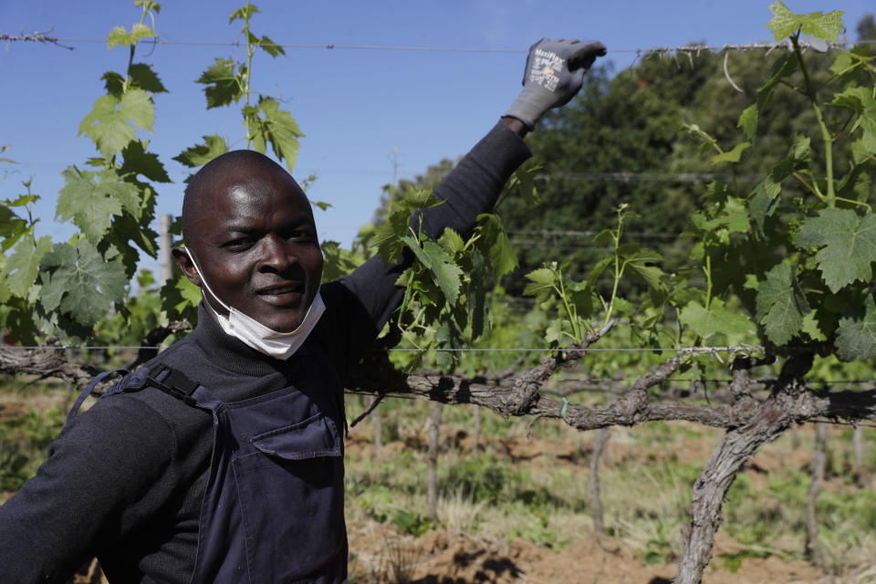 Tholley Osman, 21 years old, of Sierra Leone, poses for a picture at the Nardi vineyard in Casal del Bosco, Italy, Friday, May 28, 2021.It is a long way, and a risky one. But for this group of migrants at least it was worth the effort. They come from Ghana, Togo, Sierra Leone, Pakistan, Guinea Bissau, among other countries. They all crossed the Sahara desert, then from Libya the perilous Mediterranean Sea until they reached Italian shores, now they find hope working in the vineyards of Tuscany to make the renown Brunello wine. (AP Photo/Gregorio Borgia)