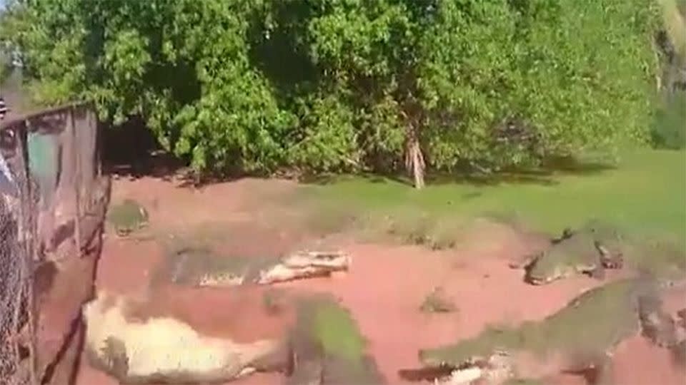 This unlucky crocodile drew the short straw at feeding time. Photo: Facebook