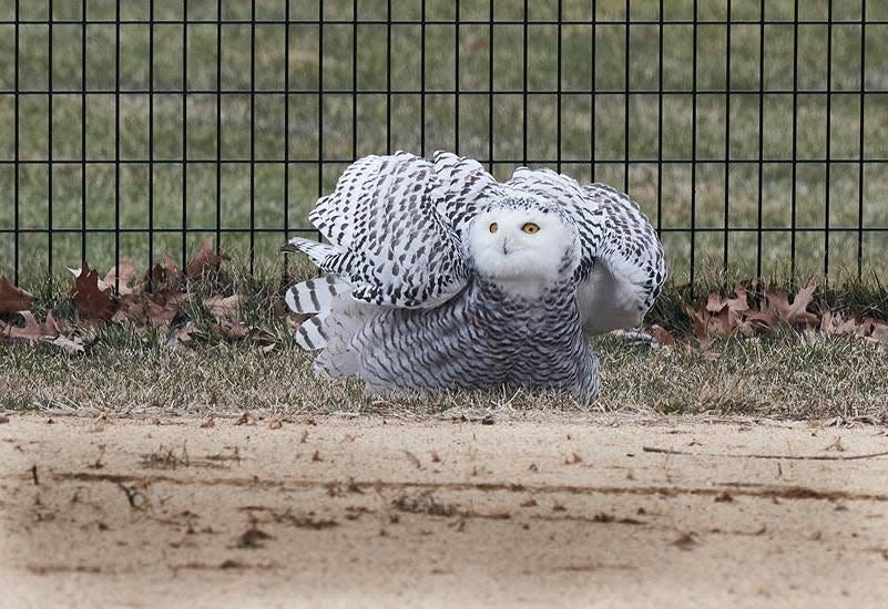 A snowy owl was seen in Central Park in New York City on  Jan. 27, 2021.