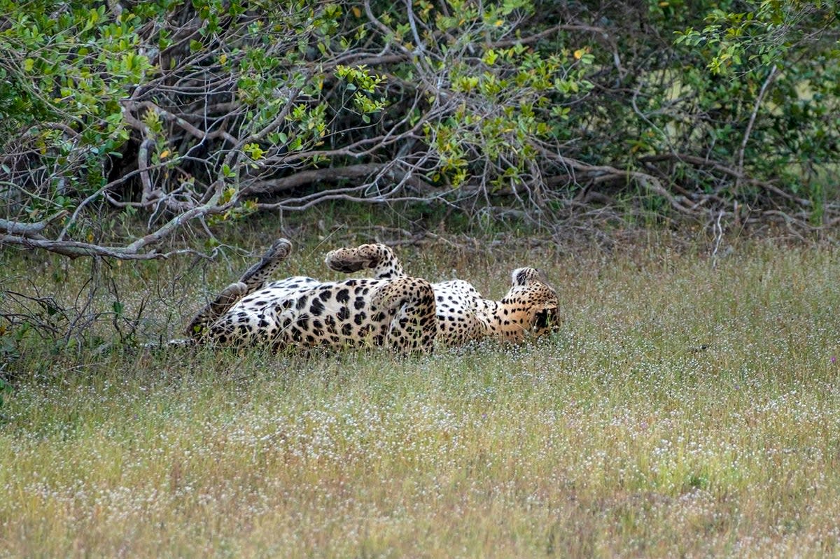 Go wild: leopard-spotting in Sri Lanka (Alex Robinson)