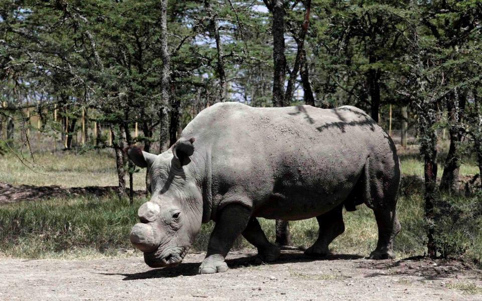 Sudan, the last male Northern White Rhinoceros, died in 2018 - Reuters