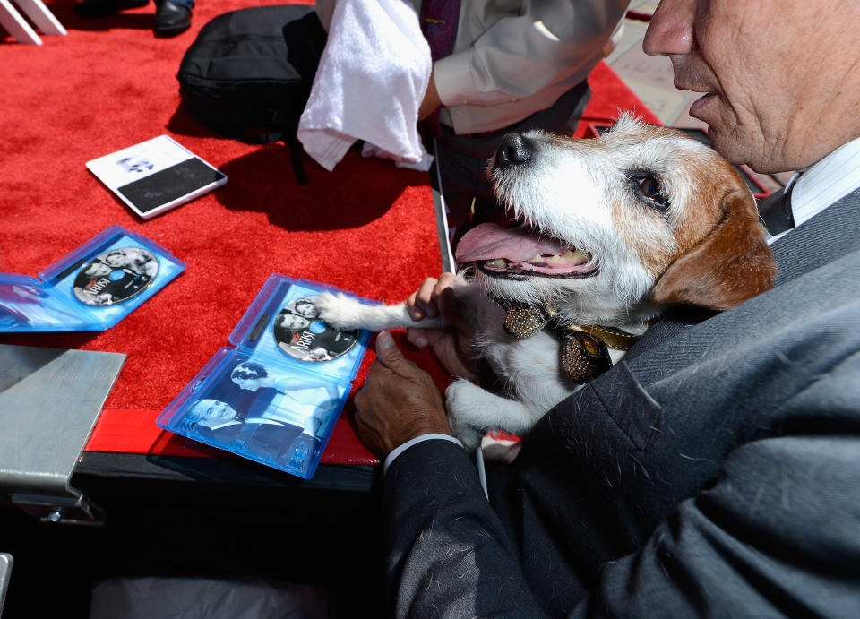 Uggie Immortalized With Hand And Footprint Ceremony