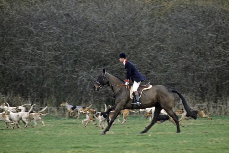 Prince Charles Riding To Hounds While Hunting With The Cheshire Hunt