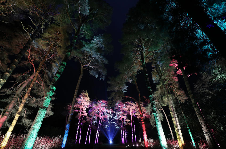 Westonbirt Arboretum Christmas lights