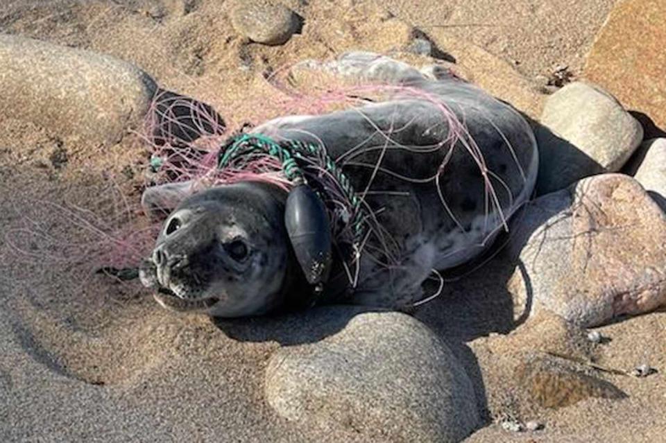 <p>Seacor & Co.</p> The baby seal rescued by workers at the Mystic Aquarium in Connecticut