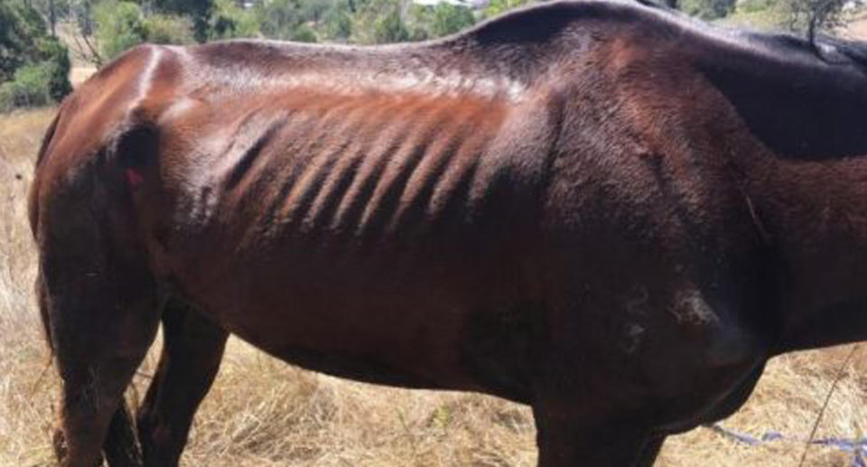 The neglected mare (pictured) was found on a Pine Mountain farm