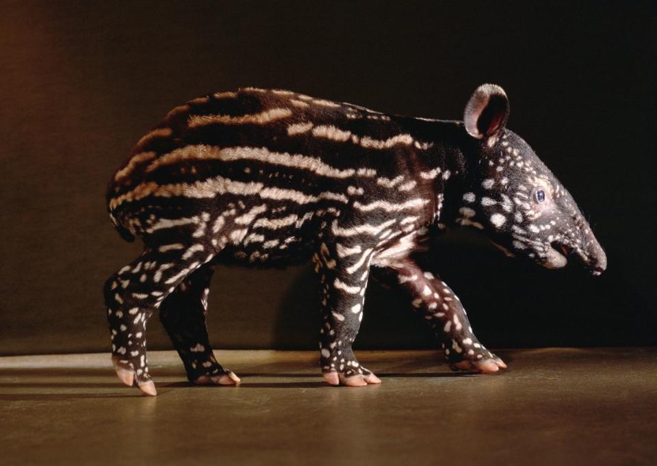 <p>While they don’t look like it, the closest living relatives to rhinos are these three animals (tapir pictured). These are also known as perissodactyls (or odd-toed ungulates). Rhinos have three toes on each foot, and their tracks are compared to the Ace of Clubs.</p><p><em>[<a href="https://www.popularmechanics.com/science/animals/g28857063/most-extreme-animals/" rel="nofollow noopener" target="_blank" data-ylk="slk:The Most Extreme Animals on the Planet;elm:context_link;itc:0;sec:content-canvas" class="link ">The Most Extreme Animals on the Planet</a>]</em></p>