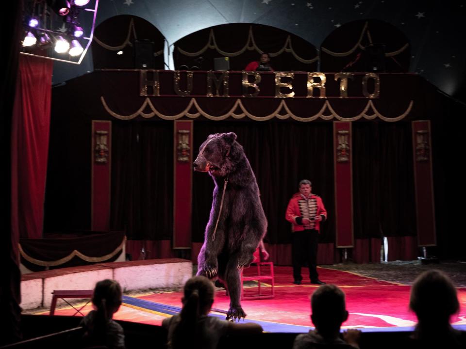 Circus workers force a bear to balance on a skateboard before sliding the animal away: Four Paws / Aaron Gekoski