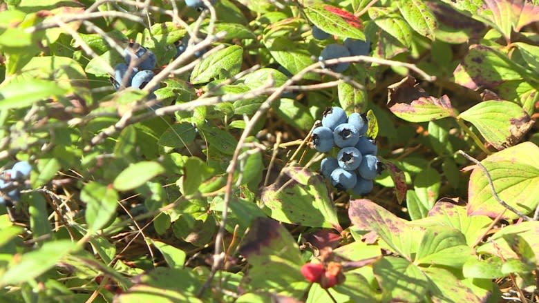 Northeastern blueberry growers, pickers lack buyers for crop