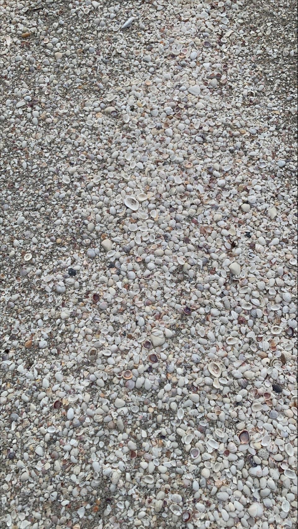 A layer of tiny white seashells covers the beaches of Sanibel on Thursday, Oct. 20.