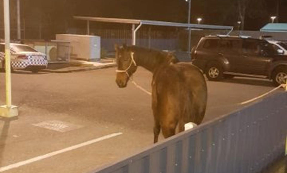 <span>Officers walked the horse back to Logan Central Police Station whilst the woman was processed.</span> Source: Queensland Police