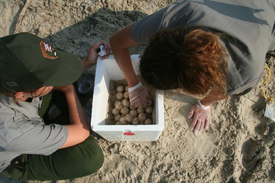 Kemp's ridley sea turtle nests are collected and counted at Padre Island National seashore.