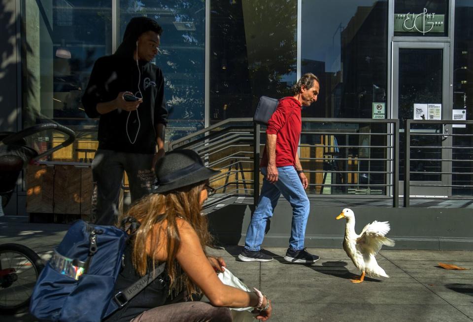 Autumn McWilliams watches her duck flap its wings on the sidewalk