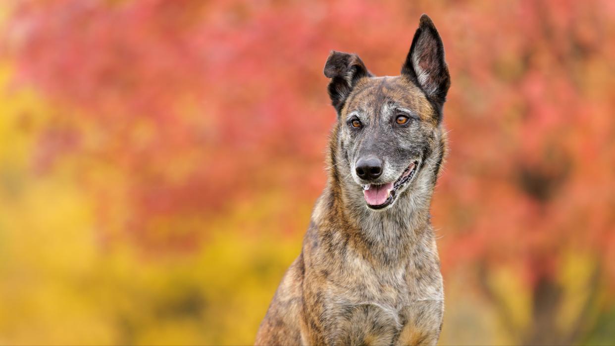 Dutch shepherd dog