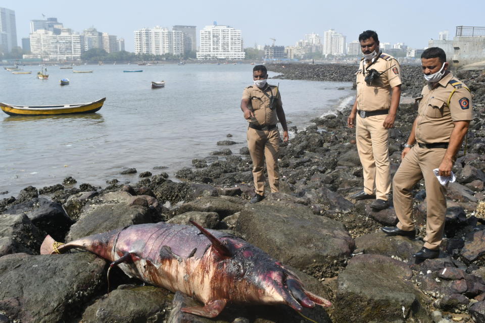 Dead dolphin washes up in Mumbai. (Photo courtesy: Arun Patil)