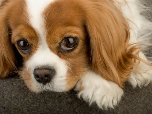 Cavapoo (Cavalier King Charles Spaniel + Poodle)