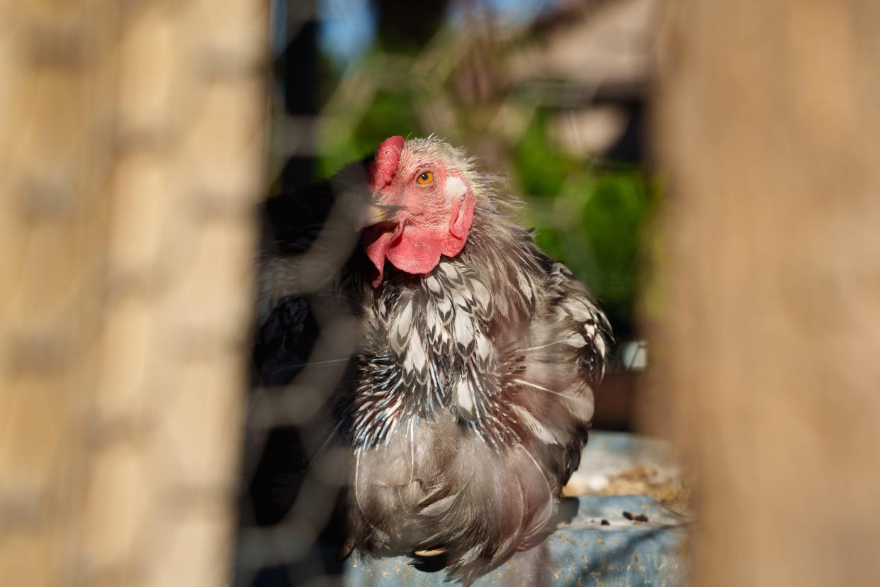 A rooster sits in a chicken coop at Blue Rooster Produce on Nov. 19, 2022 in Peoria.