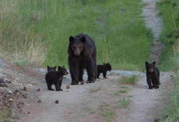 A black bear sow, pictured in this photograph with four of her five cubs, has been spotted in the Wiltse area of Penticton, B.C.