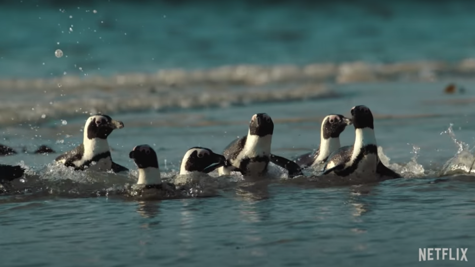 Several penguins peek their heads out of the water.
