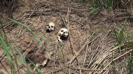 Human skulls suspected to belong to victims of a recent combat between government army and Kamuina Nsapu militia are seen on the roadside in Tshimaiyi near Kananga, the capital of Kasai-central province of the Democratic Republic of Congo, March 12, 2017. REUTERS/Aaron Ross