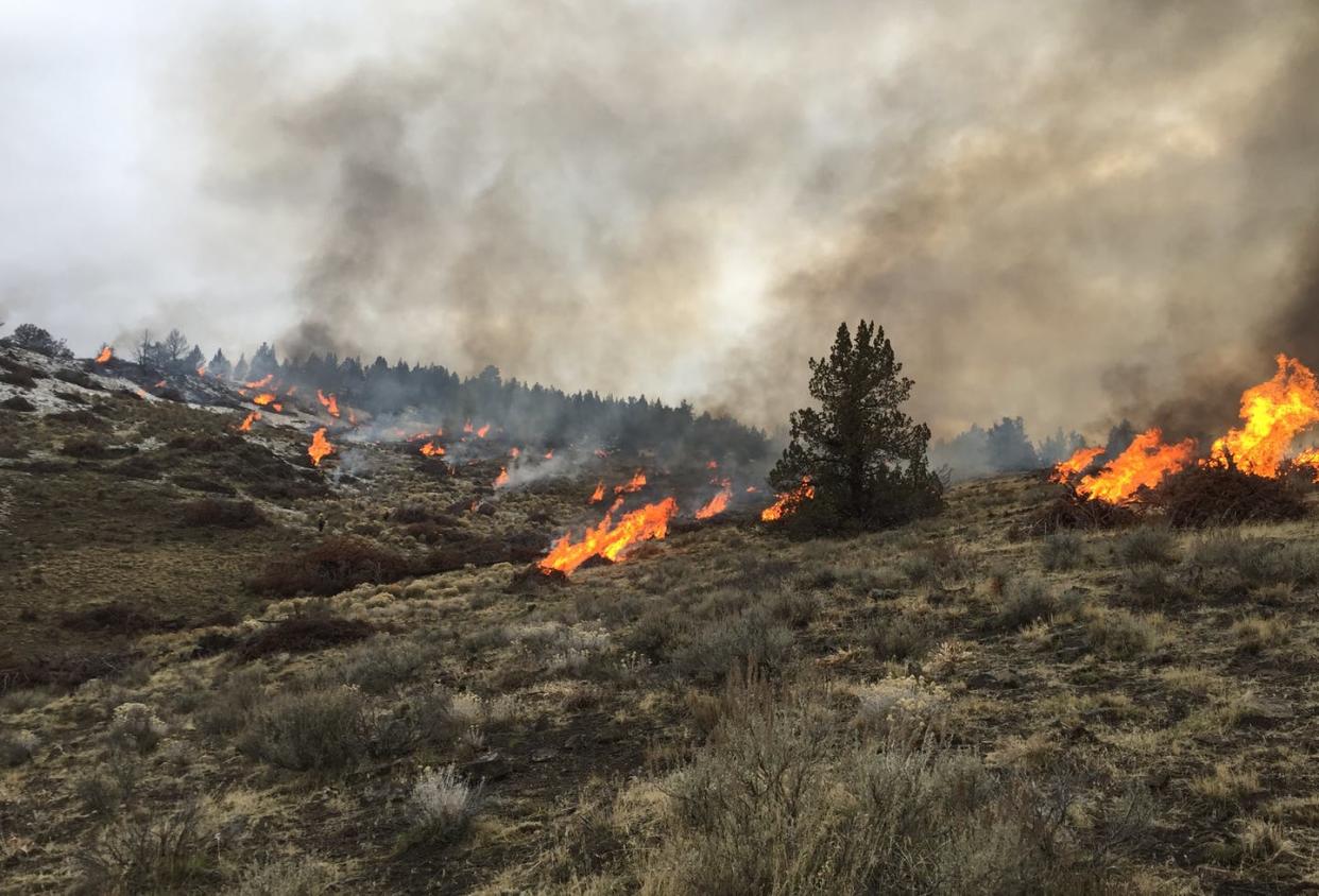 <span class="caption">Not all fires are disastrous. For many ecosystems, fire plays a key role in boosting biodiversity.</span> <span class="attribution"><a class="link " href="https://www.flickr.com/photos/blmoregon/31193975172" rel="nofollow noopener" target="_blank" data-ylk="slk:(BLM Oregon and Washington);elm:context_link;itc:0;sec:content-canvas">(BLM Oregon and Washington)</a>, <a class="link " href="http://creativecommons.org/licenses/by-sa/4.0/" rel="nofollow noopener" target="_blank" data-ylk="slk:CC BY-SA;elm:context_link;itc:0;sec:content-canvas">CC BY-SA</a></span>