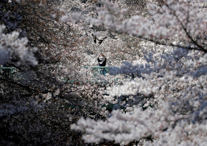 A man wearing a protective face mask looks at blooming cherry blossoms amid the coronavirus disease (COVID-19) pandemic, in Tokyo