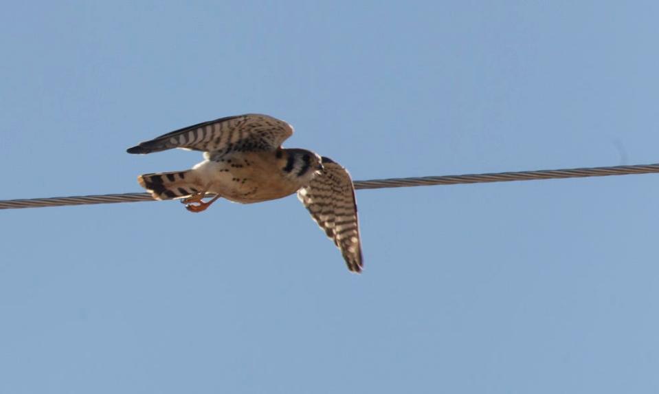 A falcon is spotted near a power line in Cedar City on Monday. Biologists with the Utah Division of Wildlife Resources in Cedar City conduct a raptor survey each year to collect data on local birds.