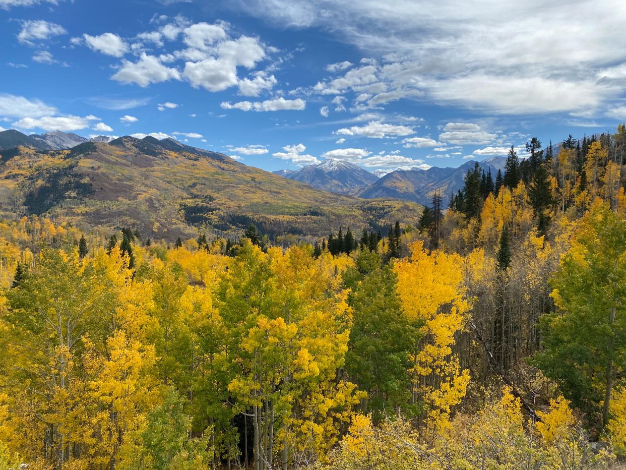 Aspen trees in Colorado