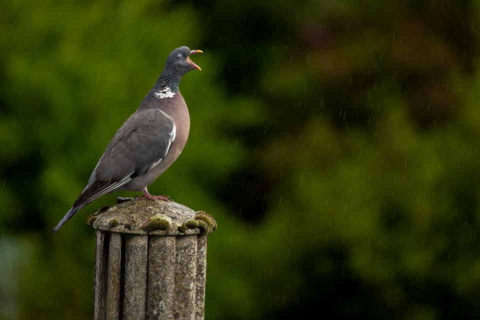 Title: Singing In The Rain
Description: A wood pigeon rests while waiting for a break in the heavy downpour in Uphall
United Kingdom.